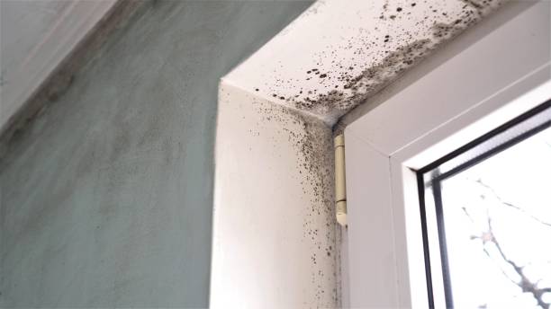 Best Residential Mold Remediation in Church Rock, NM