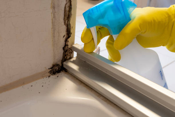 Best Bathroom Mold Remediation in Church Rock, NM