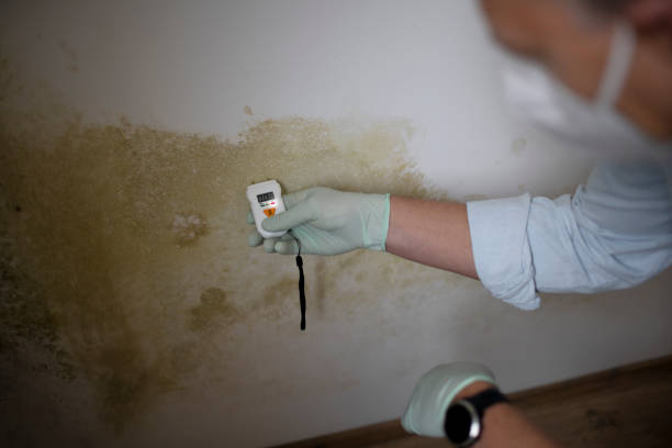 Best DIY Mold Remediation Support Services in Church Rock, NM