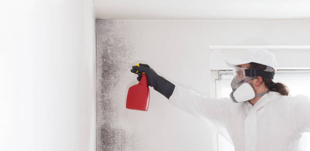 Best Black Mold Remediation in Church Rock, NM