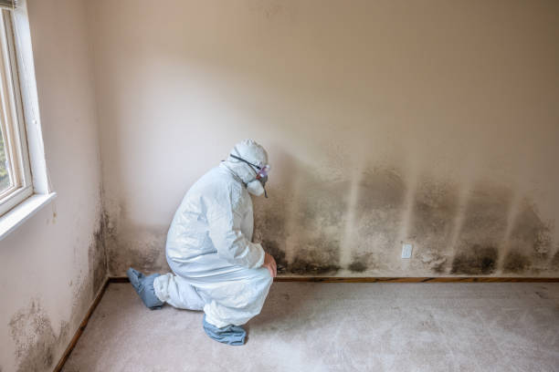 Best Mold Testing and Inspection Services in Church Rock, NM