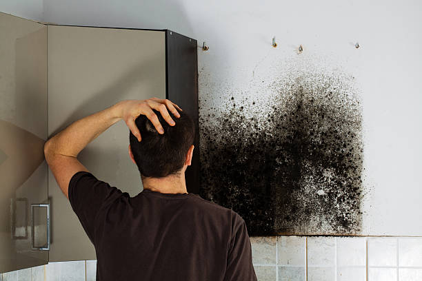 Reliable Church Rock, NM Mold Remediation Solutions