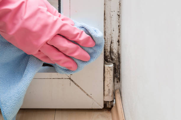 Professional Mold Remediation in Church Rock, NM