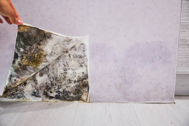 Best Attic Mold Remediation in Church Rock, NM